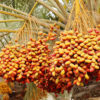 Middle Eastern Date Palm Tree