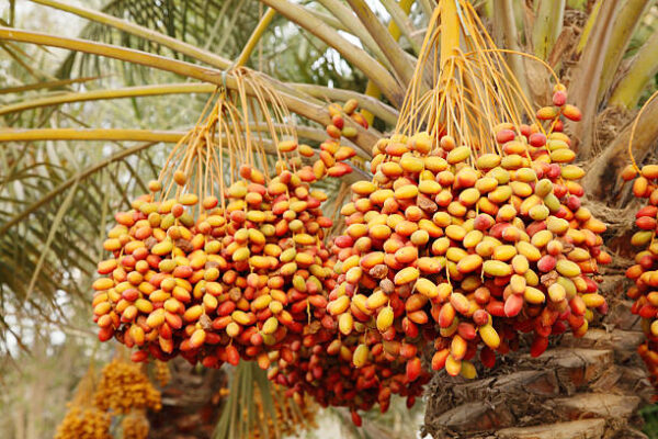 Middle Eastern Date Palm Tree