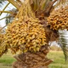 Middle Eastern Date Palm Tree