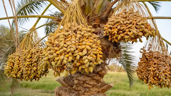 Middle Eastern Date Palm Tree