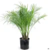 Middle Eastern Date Palm Tree