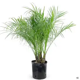Middle Eastern Date Palm Tree