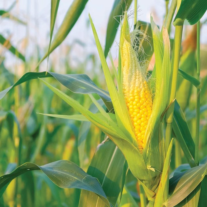 Organic 10